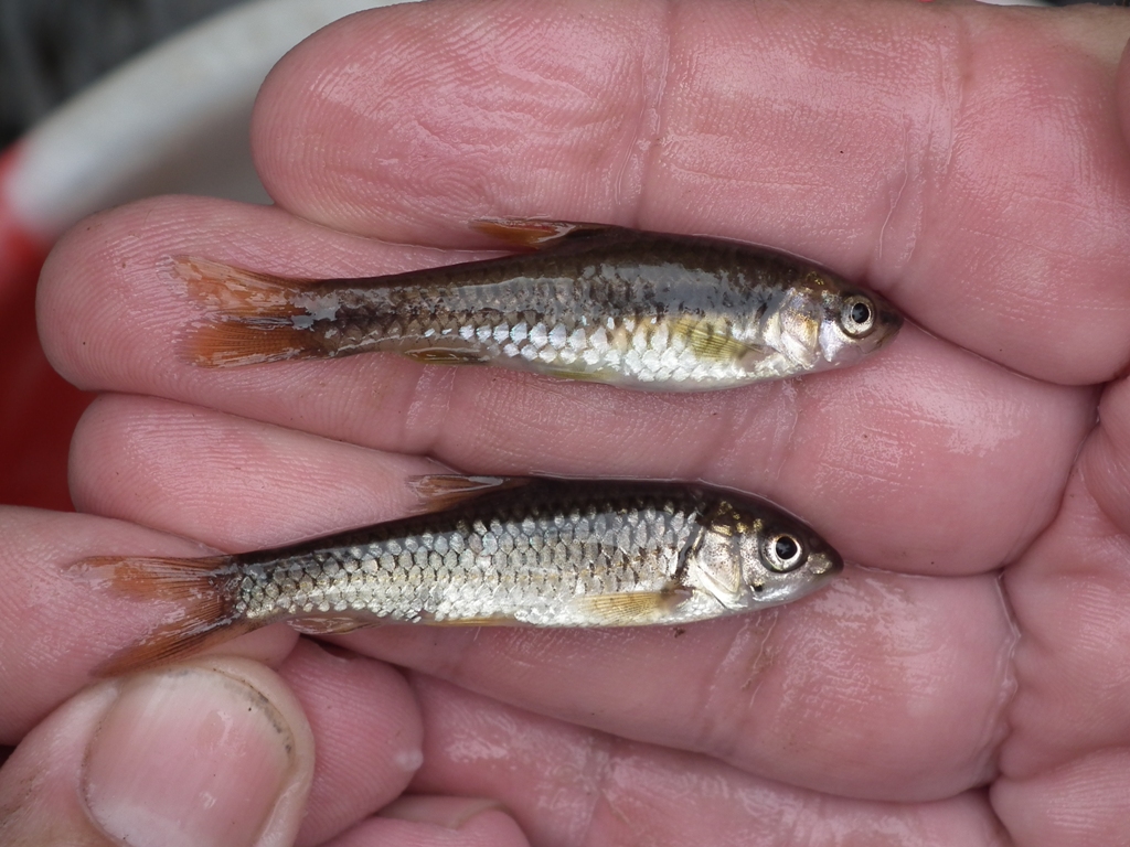 Barbus eutaenia Boulenger, 1904